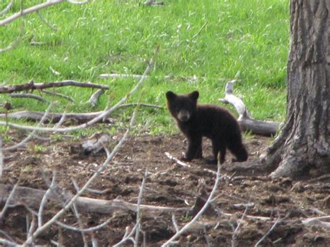 Wildlife « Sweet Grass Ranch