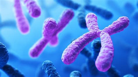 Discover What is a Chromosome and its Specific Function