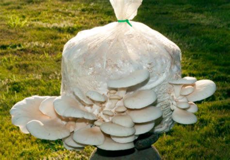 The Most Comprehensive Guide EVER for Growing Oyster Mushrooms - Garden ...