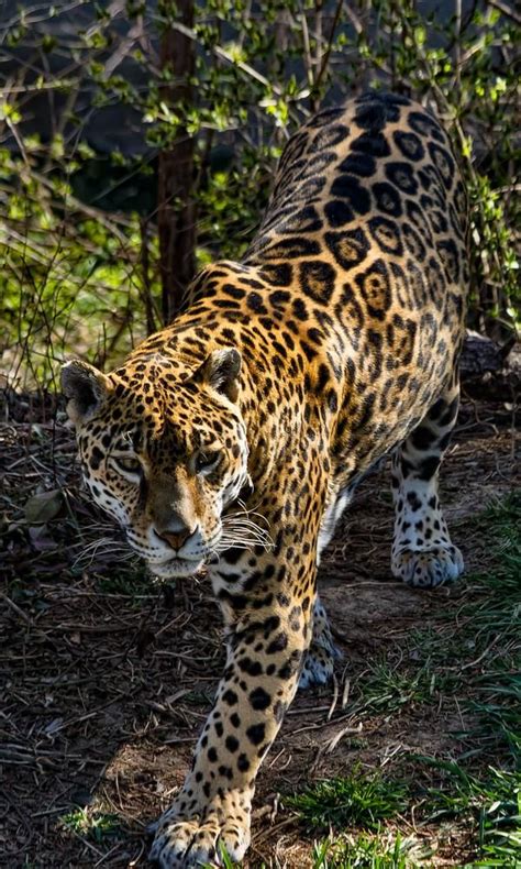 jaguar178 by redbeard31 Jaguar Leopard, Jaguar Animal, Black Jaguar, Cheetah, Beautiful Cats ...