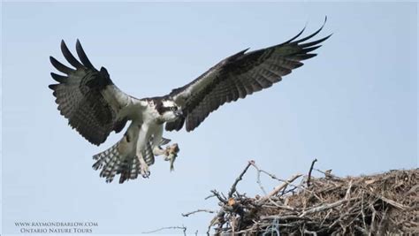 Osprey Landing | Focusing on Wildlife