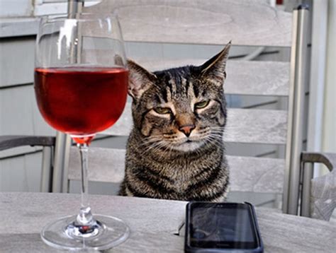 Top 10 Images of Cats Drinking Wine