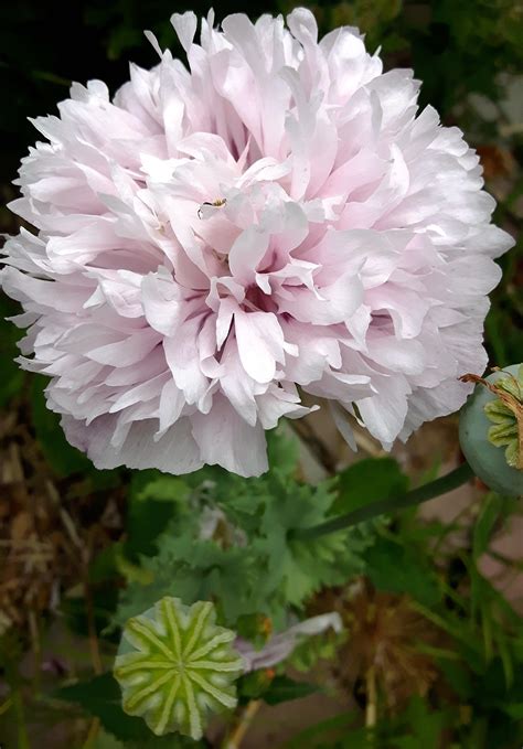 LIGHT PINK PEONY POPPY (Papaver paeoniflorum) – Seeds Of Imbolc