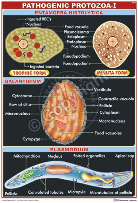 Victory Graphik | MB-10 Pathogenic Protozoa