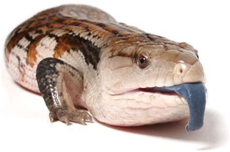 Blue-tongued Skink Facts, Habitat, Diet, Pet Care, Babies, Pictures