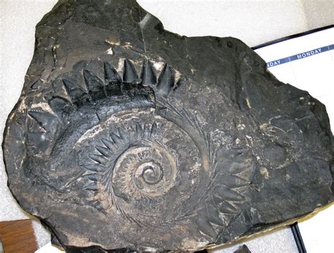 Helicoprion ferrieri (fossil shark tooth whorl) in phospha… | Flickr