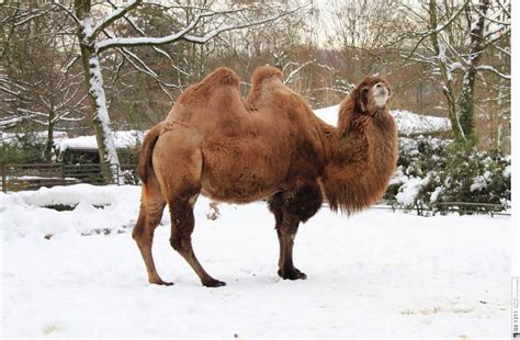 camel snow wallpaper | The Best Wallpapers