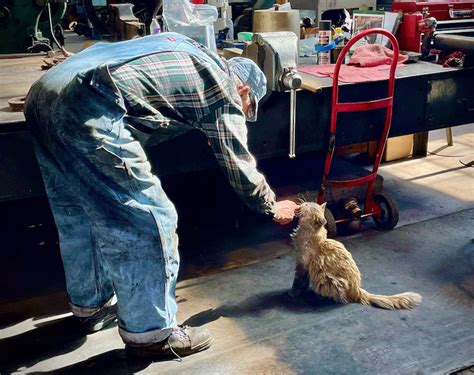 Meet Dirt the Cat: Nevada Northern Railway’s rail cat - Trains