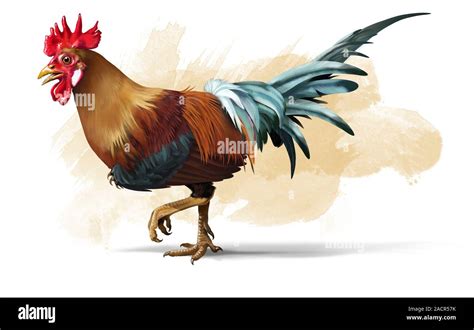 Chickenosaurus. Artwork of a chicken with teeth. Chickens are descended ...