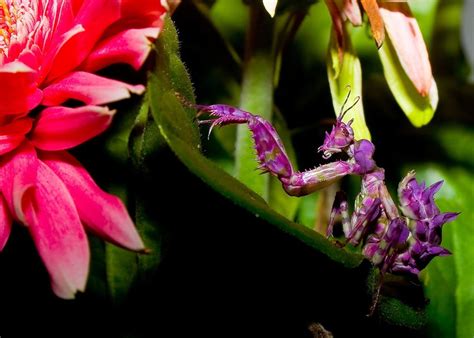 Colorful Praying Mantis【2020】（画像あり） | 素晴らしい写真, 写真, 蘭