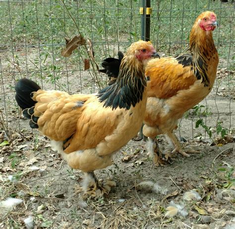 Buff Brahma Chickens - Brown Egg Laying Chicks | Cackle Hatchery