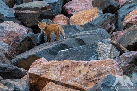 Wild Colorado - Fascination Wildlife