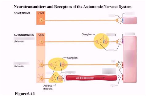 Autonomic Nervous System, 49% OFF