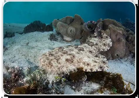 Tasselled Wobbegong – Facts, Size, Diet, Pictures