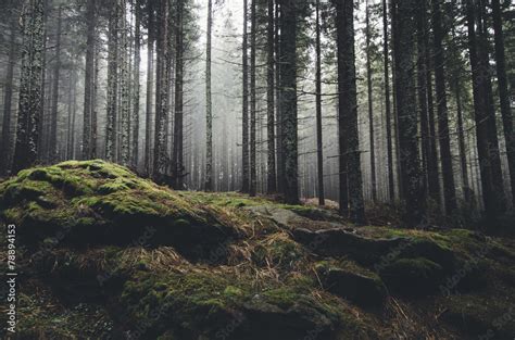 wilderness landscape forest with pine trees and moss on rocks Stock Photo | Adobe Stock