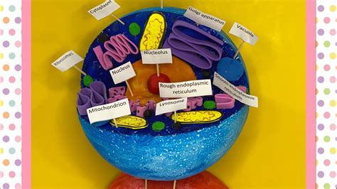 Plant Cell Model Styrofoam Ball