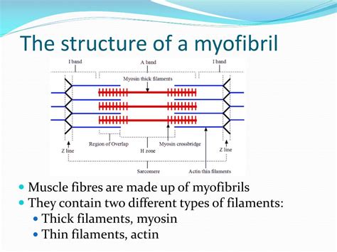 PPT - Muscle Contraction PowerPoint Presentation, free download - ID ...