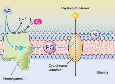 Chemistry for Biologists: Photosynthesis | Teaching biology ...