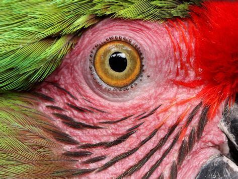 15 Parrot Eyes Really Close Up | Bird wallpaper, Beautiful birds, Parrot