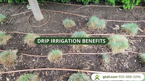 Drip Irrigation Benefits; Efficient and Eco-Friendly System