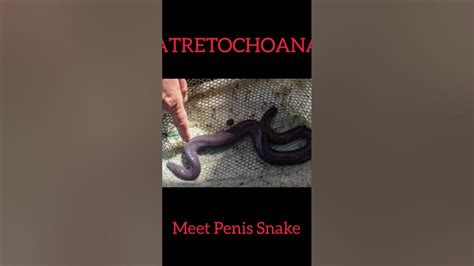 Penis snake_Atretochoana/Facts Elite #shorts #youtubeshorts - YouTube