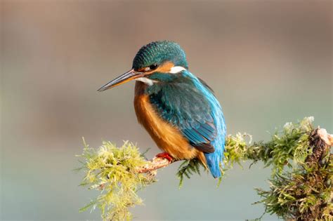 Kingfisher Symbolism & Meaning (+Totem, Spirit, & Omens) – Pet News Live