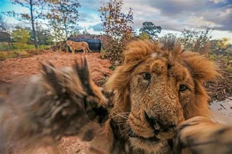 Take a look inside Chester Zoo's new lion habitat - Manchester Evening News