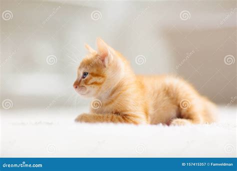 Baby Cat. Ginger Kitten Sleeping on Blanket Stock Image - Image of animal, adorable: 157415357