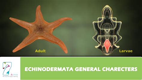 Echinoderms Diagram