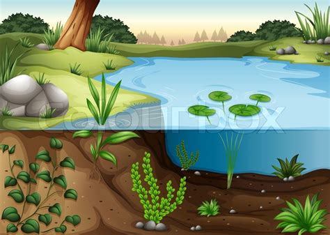 Illustration of a pond ecosytem | Stock vector | Colourbox