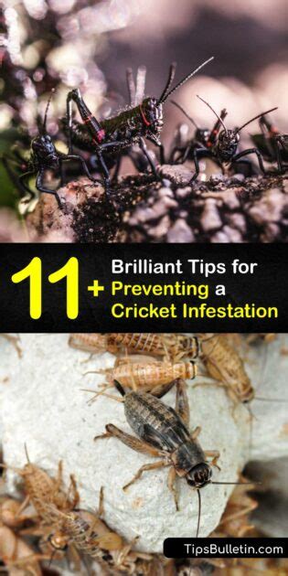 Eliminate a Cricket Problem - How to Handle a Cricket Infestation