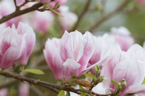 Magnolia Flower Meaning and Symbolism in Everyday Lives