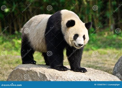 GIANT PANDA Stock Images - Image: 12560704