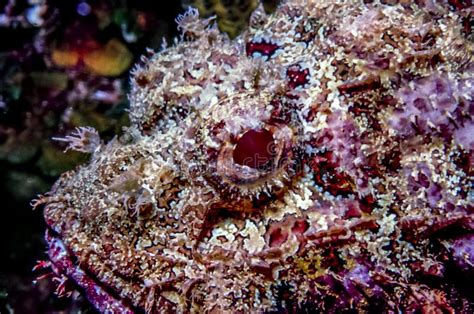 Synanceia Verrucosa,reef Stonefish Stock Photo - Image of caribbean ...