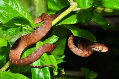 Brown tree snake (Boiga irregularis) | Bogani Nani Wartabone… | Flickr