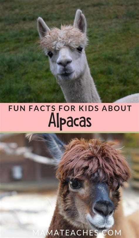 Fun Facts for Kids About Alpacas | Fun facts for kids, Facts for kids ...