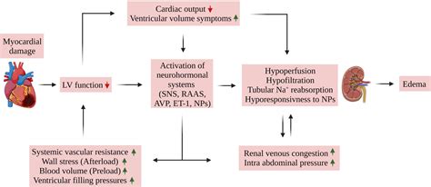 Cardiac Edema Of Heart | Hot Sex Picture