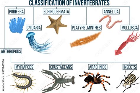 Classification of invertebrates animals. Insect, arachnids, crustaceans ...