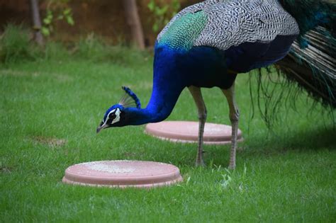 What Do Peacocks Eat? Complete Peacocks Diet - Birds Fact