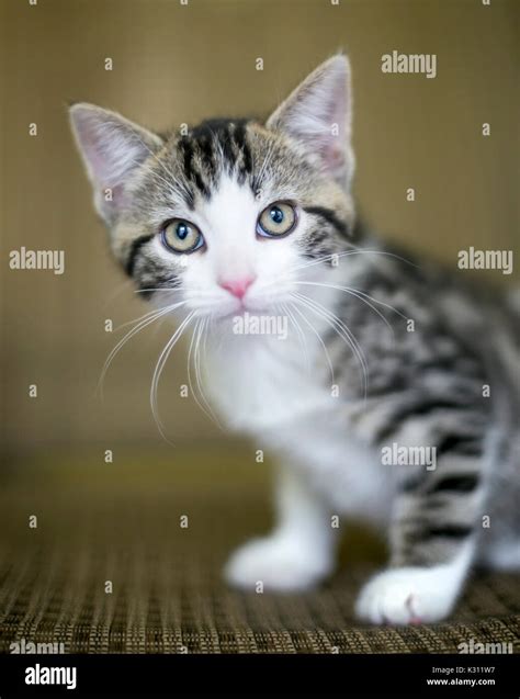 A cute domestic shorthair kitten with tabby and white markings Stock ...