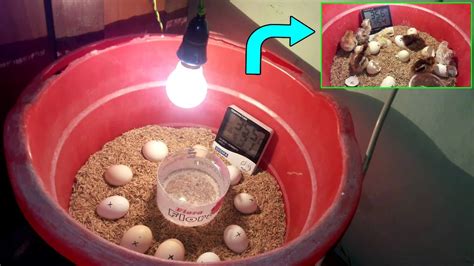 Easy Homemade Incubator for Chicken Eggs || How To Make an Egg Incubator || Hatching Baby Chicks ...