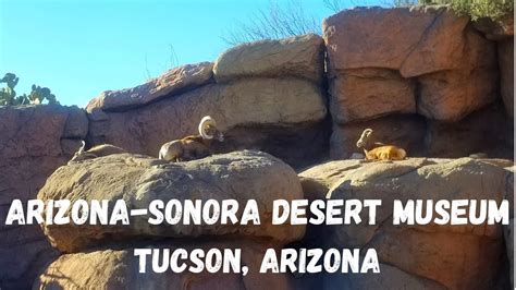 Are Dogs Allowed At Sonora Arizona Desert Museum