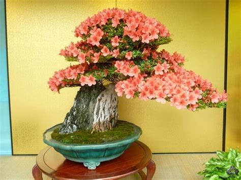 Top 10: Flowering Bonsai trees - Bonsai Empire