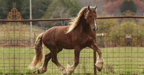 What Is A Friesian Horse? - National Equine