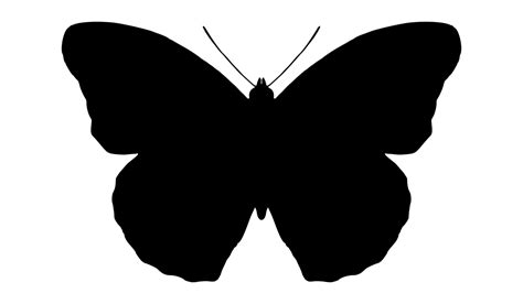 Butterfly,Silhouette,Symmetry PNG Clipart - Royalty Free SVG / PNG