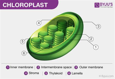 Chlorophyll - Structure and Function, Chloroplast