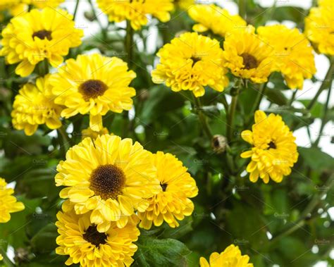 Yellow chrysanthemums | High-Quality Nature Stock Photos ~ Creative Market