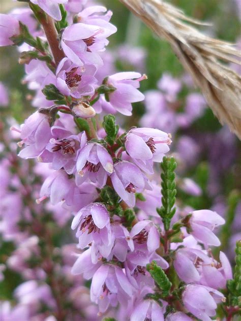 Heather. Calyx have four "petals". Flowers appear to have shorter inner petals as well ...