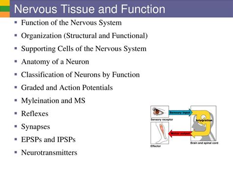 PPT - Nervous Tissue and Function PowerPoint Presentation, free download - ID:1721888