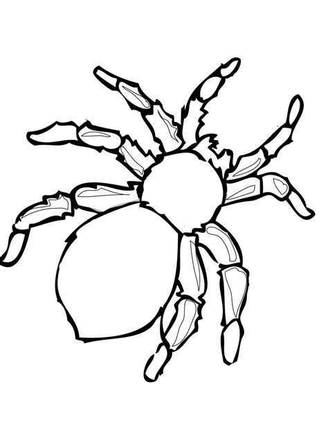 Free Spider Web Outline, Download Free Spider Web Outline png images ...